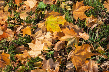 Autumn leaf nature texture. Fall yellow tree maple leaves on green grass. Yellow and orange color...