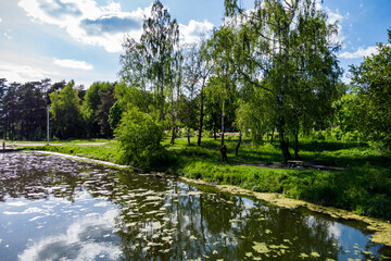 A solitary figure by a reflective pond, flanked by vibrant birches and pines under a bright,...