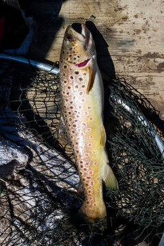 Freshly caught brown trout lying in net on wooden boat floor