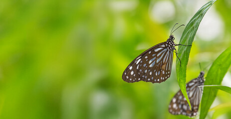 Blue Tiger (Tirumala limniace limniace) perched on green foliage in peaceful natural environment with copy space
