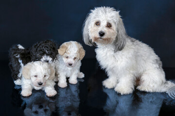 Newborn Bolognese puppy portrait