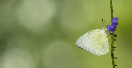 Lemon Emigrant (Catopsilia pomona) feeding on purple flower with soft green background and copy space