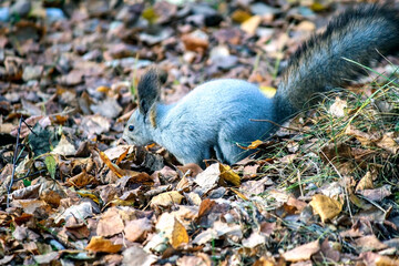 a young grey squirrel in an autumn birch forest