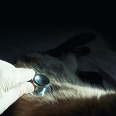 Veterinarian checking cats heartbeat with stethoscope in soft lighting environment.