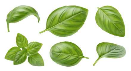 Six fresh green basil leaves shown from different angles with stems a sprig of basil leaves isolate herb leaf organic ingredient culinary food plant seasoning