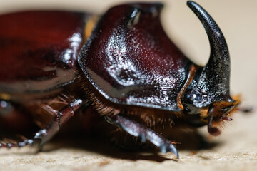 A close-up of a large rhinoceros beetle