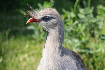 bird (red-legged seriema or crested cariama) in a zoo in france 