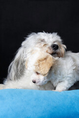 Sweet baby Bolognese puppies