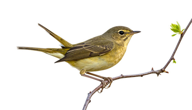 a nightingale sitting on tree branch isolated on transparent background