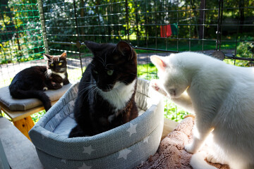 Three furry friends enjoy a bright day in their secure catio. A handsome tuxedo cat sits in a cozy...