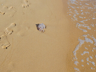 A jellyfish is stranded on the shore of the sea on the beach sand. A person passing by has avoided stepping on it, leaving their footprints on the sand to prevent stepping on it
