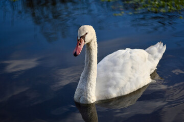 Fototapeta premium White swan gracefully swimming on a calm blue lake