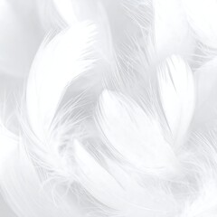 Obraz premium A close-up of several soft, white feathers creating a light background