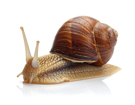 A close-up of a snail on a white backdrop, showcasing its shell and body