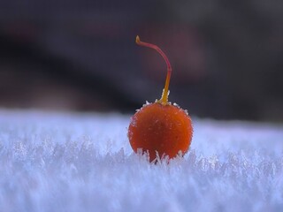 красная ягодка на снегу