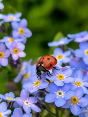 ladybug on flower