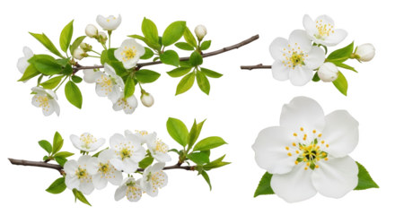 Delicate white cherry blossoms on dark branches with vibrant green leaves and buds isolate white flower spring blossom floral branch blooming nature plant