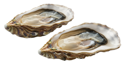 Two opened fresh oysters displaying moist flesh and textured shells against a black backdrop ready to isolate seafood shellfish raw gourmet delicacy food transparent background