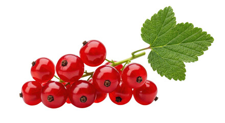 A cluster of ripe glossy red currants and a fresh green leaf on a stem isolated on black ready to isolate fruit berry healthy natural transparent background transparent background