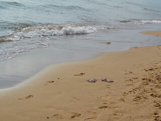 Jellyfish, be careful not to step on them while walking near them. In the foreground, we see two lifeless jellyfish, but if we move closer, we see that the waves have deposited another one on the sand