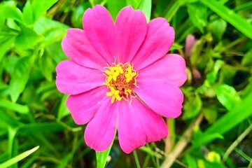 Obraz premium Close-up of a vibrant pink zinnia flower in full bloom with a yellow center, surrounded by green leaves. The bright colors and natural details highlight the beauty of tropical garden flora.