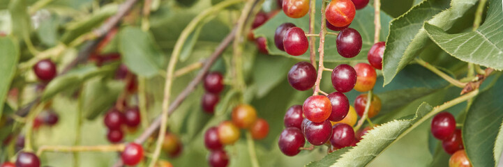 Ripe red cherries on tree branches with green leaves in a natural outdoor setting.