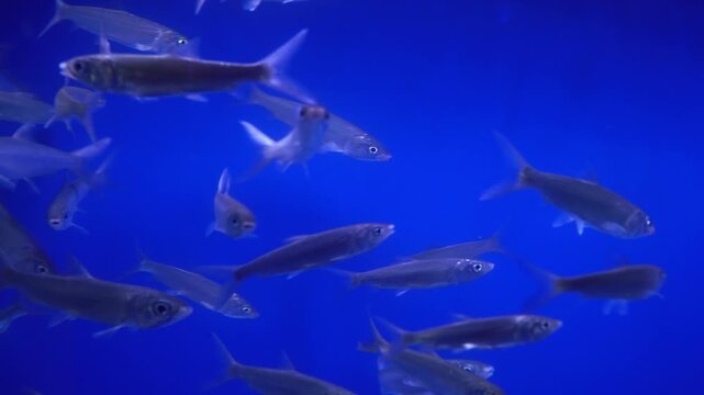 School of Milkfish Swimming Underwater in Clear Blue Tank