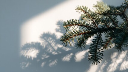 Evergreen bough casts enigmatic shadow, evoking solstice whispers and Yule celebrations, inviting winters festive serenity and quietude