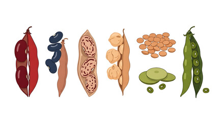 A vibrant and diverse illustration showcasing various healthy legumes and beans, presented both in their natural pods and as shelled, ready-to-use ingredients for cooking and nutrition