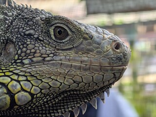 Iguanas have a third eye on top of their heads, can jump from heights of up to 40-50 feet without injury, can change color and are cannibalistic when hungry.