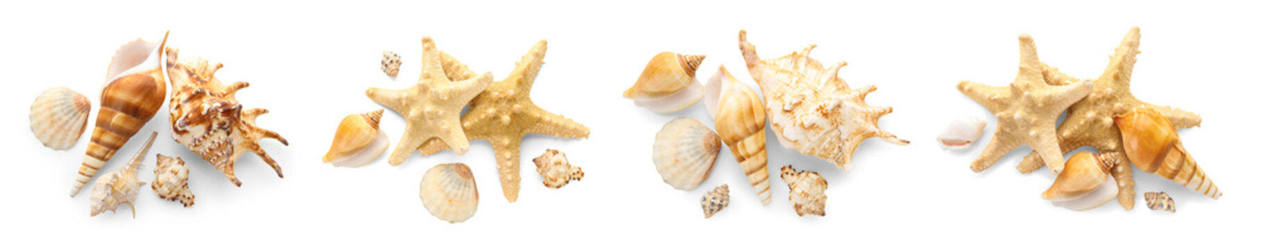 Set of many sea shells on white background, top view