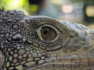 Obraz premium Iguanas have a third eye on top of their heads, can jump from heights of up to 40-50 feet without injury, can change color and are cannibalistic when hungry.