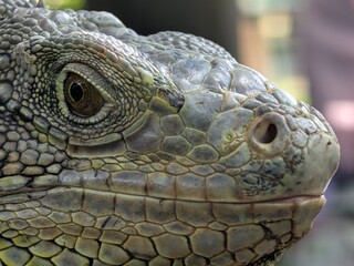 Iguanas have a third eye on top of their heads, can jump from heights of up to 40-50 feet without injury, can change color and are cannibalistic when hungry.