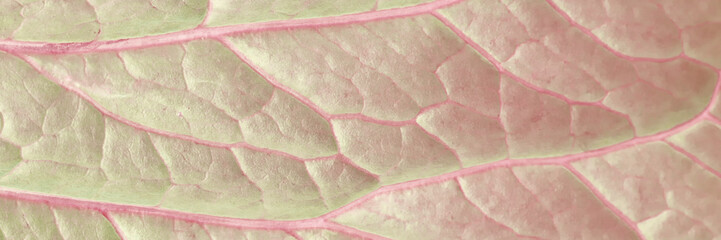 Close-up of pink and green leaf veins showing natural textures and patterns in soft pastel shades.