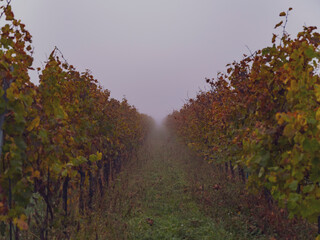 Fototapeta premium autumn vineyards in the mist 