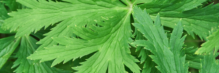 Close-up of lush green leaves with detailed texture and natural patterns.