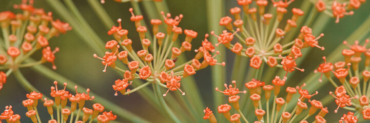 Close-up of vibrant orange flowers in bloom with green stems in natural environment.