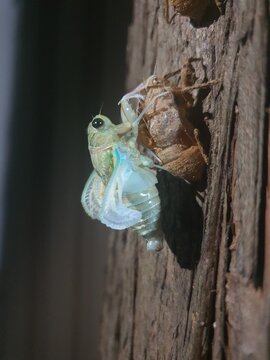 Dramatic Moment of Cicada Emerging from Molt on Tree Bark at Night