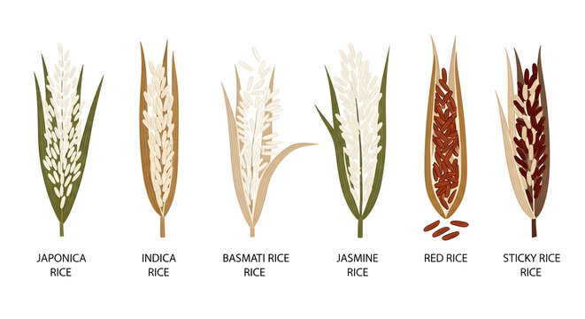 Comprehensive illustrated guide to diverse rice varieties, showcasing distinct grain forms and colors essential for various culinary preparations and global cuisine