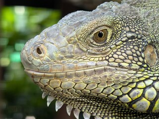 Iguanas have a third eye on top of their heads, can jump from heights of up to 40-50 feet without injury, can change color and are cannibalistic when hungry.