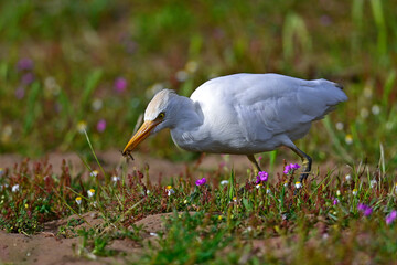 Kuhreiher (Ardea ibis) mit erbeuteter Säbel-Raubfliege (Dysmachus cf. trigonus) im Schnabel // Western cattle egret with fan-bristled robberfly in its beak