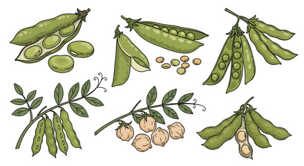 Vibrant vector collection of fresh garden legumes, including green peas, broad beans, and chickpeas, displayed in pods and shelled. Ideal for healthy eating, agriculture, and nutrition designs