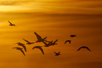 Fliegende Enten und Gänse am Morgen © Karin Jähne