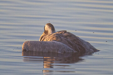 Obraz premium An Vogelgrippe sterbender Kranich
