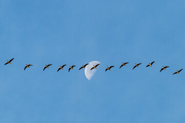 Ein Schwarm Blässgänse vor dem Mond