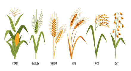 Vector illustration set of staple cereal grains corn, barley, wheat, rye, rice, and oats plants. Perfect for agricultural, food, and health awareness designs