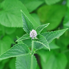 Close-up of blooming mint plant with purple flower and vibrant green leaves in garden setting.