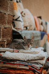Un chat dans les rues du souk de Marrakech