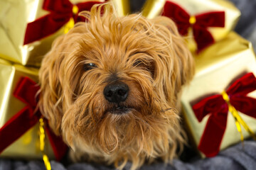 yorkshire terrier with christmas gifts and red ribbons