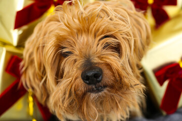 yorkshire terrier with christmas gifts and red ribbons